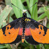 Broad-bordered Acraea