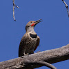 Northern Flicker (red-shafted)