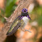 Costa's Hummingbird