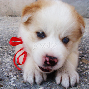 by Bianca Oana - Animals - Dogs Puppies