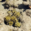 Soft Coral green red sea