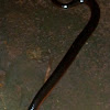 Degenhardt's Scorpion-eating Snake