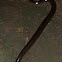 Degenhardt's Scorpion-eating Snake