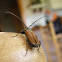 escarabajo longicorne