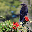 Common crow