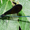 Ebony Jewelwing