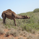 Camel