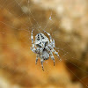 Orb-weaving spider