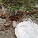 Scorpion species
