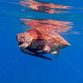 Honu by Tatiana Gonnason - Animals Sea Creatures