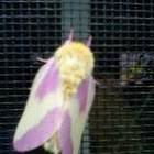 maple moth