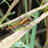Fiery Skimmer Dragonfly
