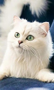 How to mod Turkish Angora Wallpapers lastet apk for android