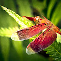 Red Grasshawk Dragonfly