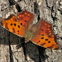 Question Mark Butterfly