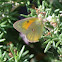 Orange Sulphur