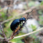 Black Oil Beetle