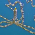 Wonderpus Octopus