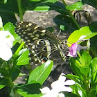 Citrus Swallowtail