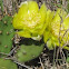 Prickly Pear Cactus