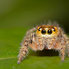 Horned Jumping spider Female