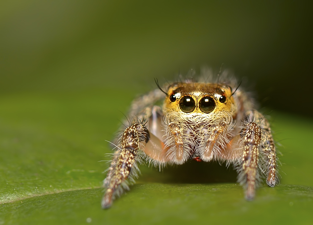 Horned Jumping spider Female