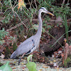 Great Blue Heron