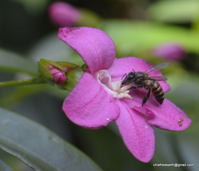 unknown bee on Lemonia, Limonia, Pink Ravenia Flower