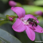 unknown bee on Lemonia, Limonia, Pink Ravenia Flower