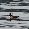 Hooded Merganser