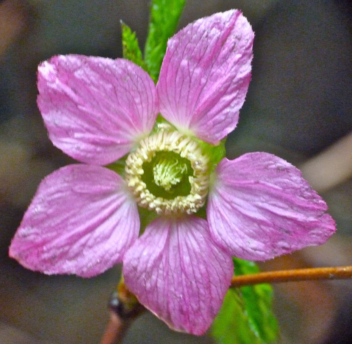 Rubus