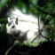 White Eastern Gray Squirrel (leucistic)