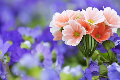 Fantastis 25+ Wallpaper Bunga Untuk Hp Oppo