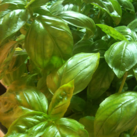 Basil | Project Noah