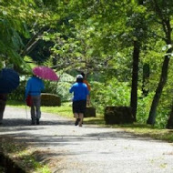 台灣農林熊空茶園