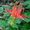 Western Columbine