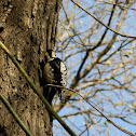 Grey-capped Pygmy Woodpecker