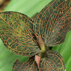 Jewel orchid