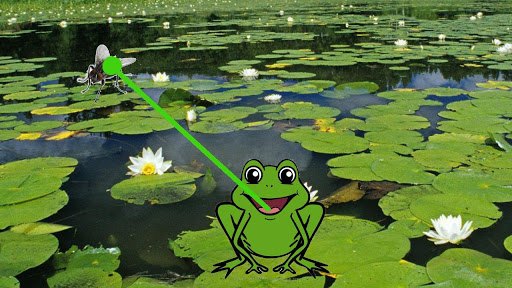 Feed Frog – animals for kids