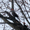 Pileated Woodpecker