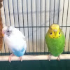 Rare parakeet, green parakeet