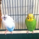 Rare parakeet, green parakeet
