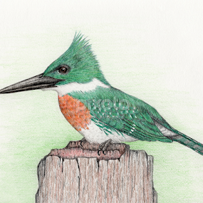 Green Kingfisher - Drawing by Terry Sohl - Drawing All Drawing