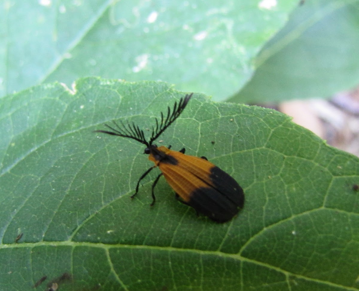 Terminal net-winged beetle