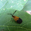 Terminal net-winged beetle