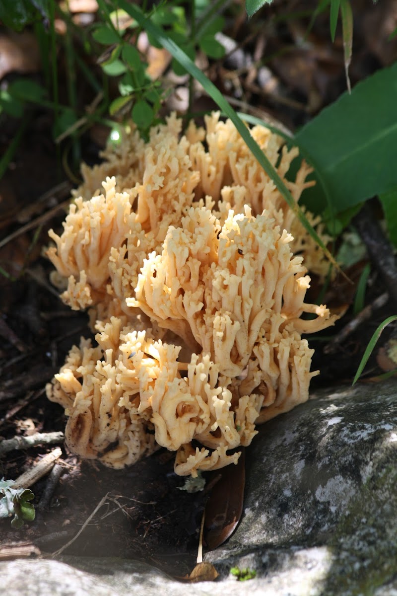 Crown Coral Fungus