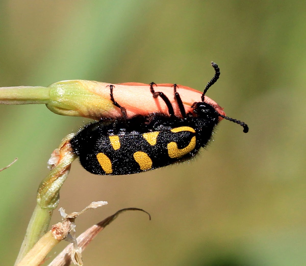 Spotted blister beetle