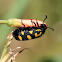 Spotted blister beetle