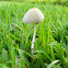 White Duncecap Mushroom