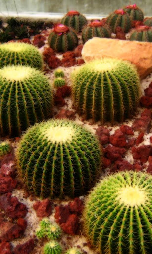 CACTUS HD WALLPAPER